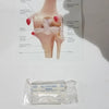 Right Knee Anatomical Model – Life-Size Joint Structure for Medical Education